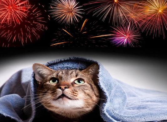 How to Calm Your Cat on Bonfire Night: Tips for a Stress-Free Evening with Valerian, Catnip, and Pumpkin