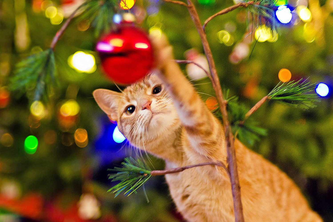 Deck the Halls (But Hide the Tinsel): Cat-Proofing Your Holiday Décor